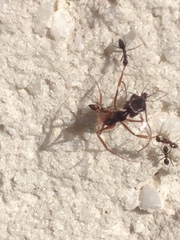 Paratrechina longicornis