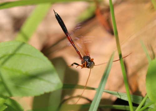 Therion circumflexum photo 4