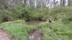 Gastrotheca riobambae