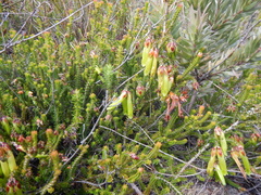 Erica viridiflora viridiflora
