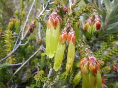 Erica viridiflora viridiflora