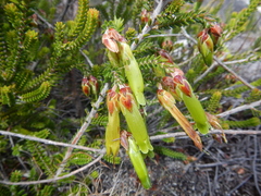 Erica viridiflora viridiflora