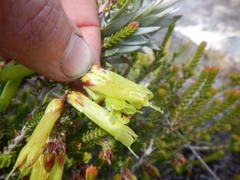 Erica viridiflora viridiflora