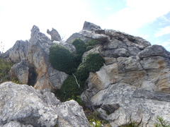 Oldenburgia paradoxa