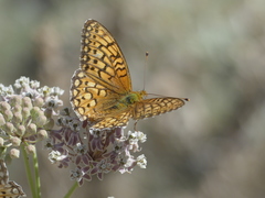 Speyeria callippe macaria