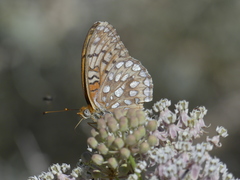 Speyeria callippe macaria
