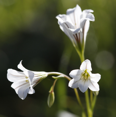 Greek StarofBethlehem (Gagea graeca) · iNaturalist