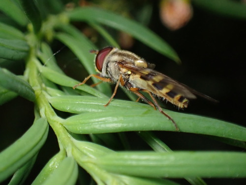 Yellow-legged Flower Fly photo 5