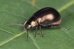 Chrysolina aurichalcea