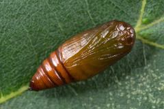 Lomographa bimaculata