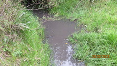 Gastrotheca riobambae