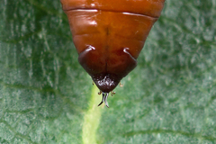 Lomographa bimaculata