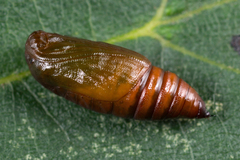 Lomographa bimaculata