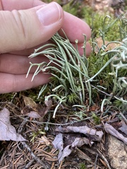 Cladonia maxima image