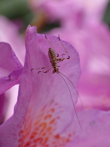 Mediterranean Katydid photo 5