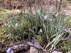 Cladonia maxima image