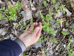 Pteridium aquilinum image
