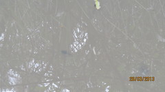 Gastrotheca riobambae