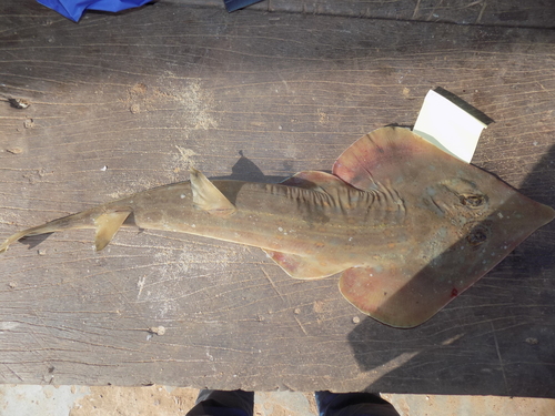 Spineback Guitarfish