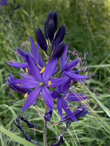 Camassia leichtlinii
