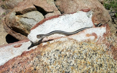 Masticophis lateralis