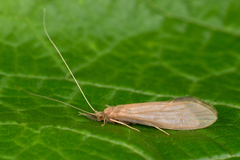 Oecetis ochracea