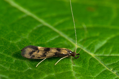 Mystacides longicornis