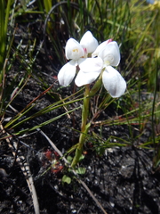 Disa vasselotii