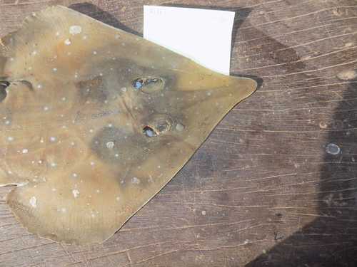 Whitespotted guitarfish (Rhinobatos albomaculatus) — Rhinobatidae — 3