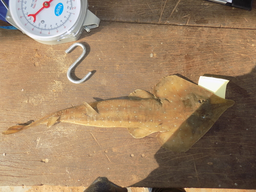 White-spotted Guitarfish