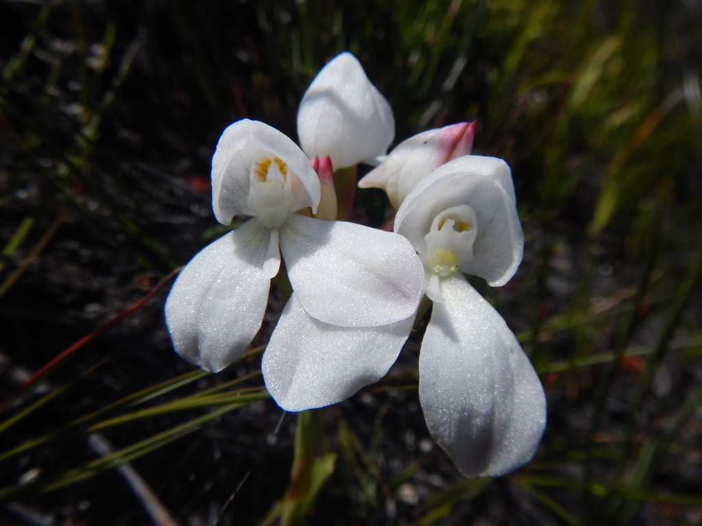 Disa vasselotii