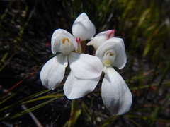 Disa vasselotii