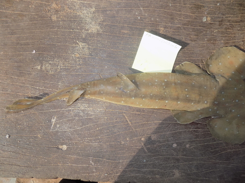 Whitespotted guitarfish (Rhinobatos albomaculatus) — Rhinobatidae — 4