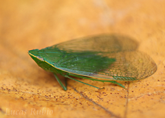 Pteroplegma jacobiana