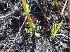 Disa vasselotii