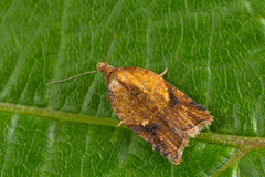 Acleris aspersana
