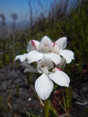 Disa vasselotii
