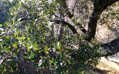 Quercus × acutidens