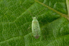 Orthotylus