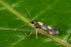 Euspilapteryx auroguttella