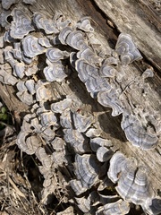Trametes versicolor image