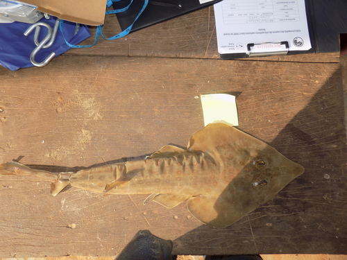 Spineback guitarfish (Rhinobatos irvinei) — Rhinobatidae