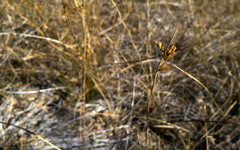Juncus mexicanus