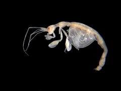 Phtisica marina