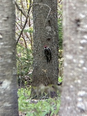 Sphyrapicus varius image