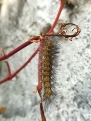 Estigmene acrea