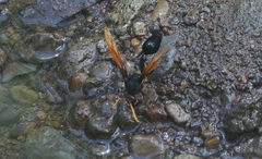 Delta pyriforme philippinense