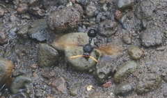 Delta pyriforme philippinense