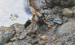 Delta pyriforme philippinense