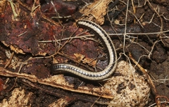 Spirobolellus immigrans